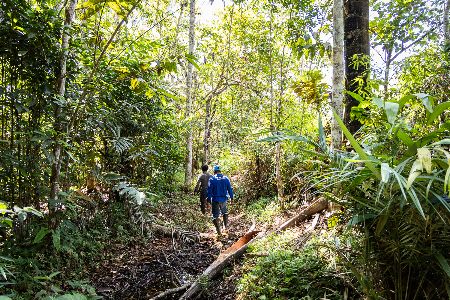 Bosques de regeneración