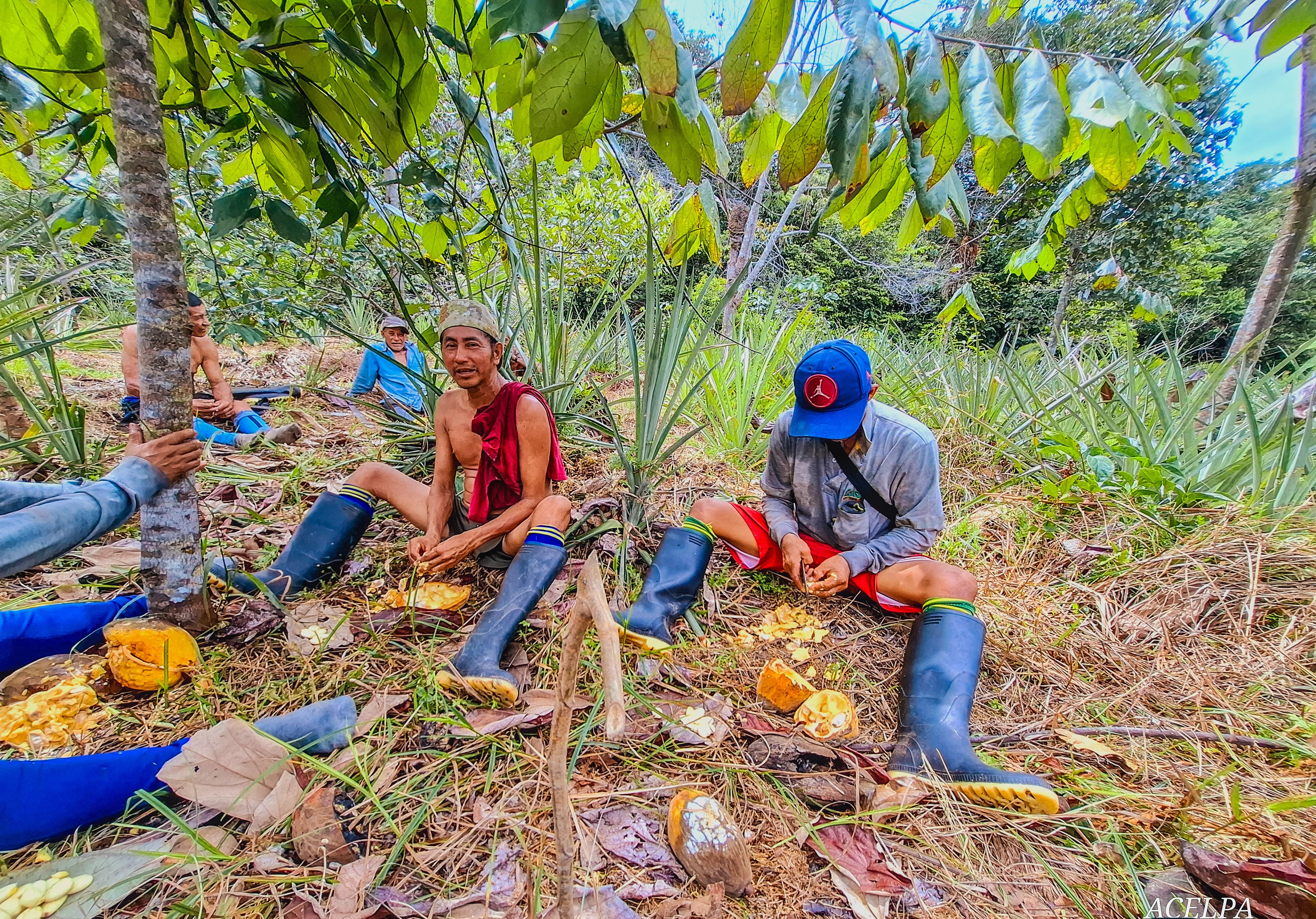 Imagen de Producción agrícola orgánica y biodinamica