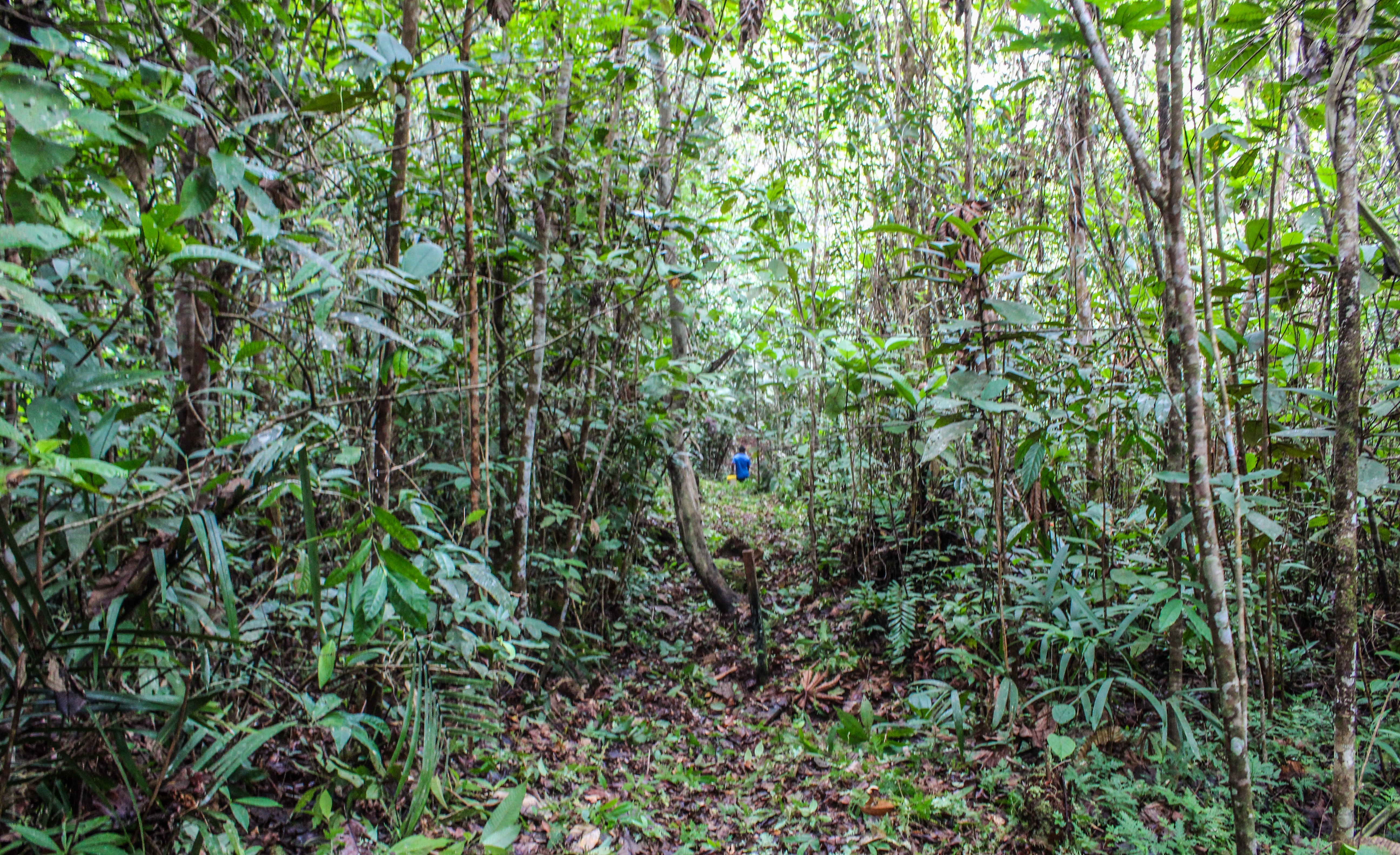 Imagen de Mantenimiento de linderos